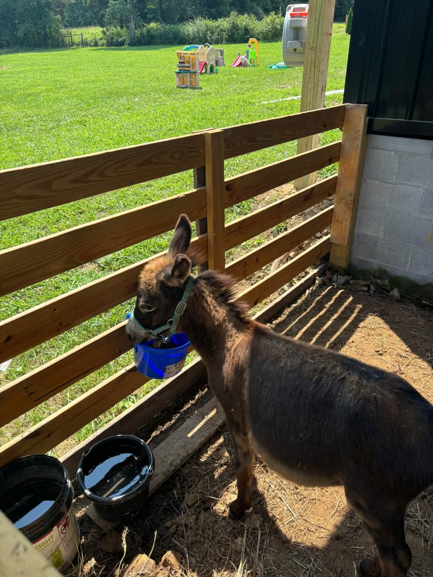 A miniature donkey in a pen on the farm
